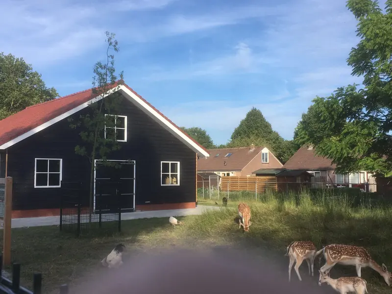Kopgevel van de schuur met witte kozijnen en dubbele deuren, met herten op het gras, Hoogwoud